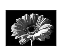 Wee Blue Coo Black White Gerbera Flower Bloom Photo Wall Art Print