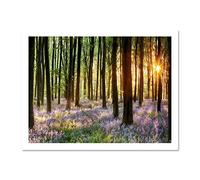 Wee Blue Coo Bluebell Wood Sunrise Trees Photo Art Large Framed Art Print Poster Wall Decor 18x24 inch