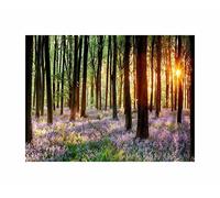 Wee Blue Coo Bluebell Wood Sunrise Trees Photo Art Picture Canvas Print