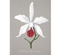 Wee Blue Coo Book Page Orchid Collection Lelia Elegans Unframed Wall Art Print Poster Home Decor Premium