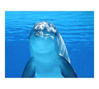Wee Blue Coo Bottlenose Dolphin Smiling Art Print Poster Wall Decor 12X16 Inch