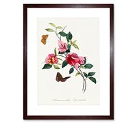 Wee Blue Coo Bougainvillea Pretty Pink Floral Vine Bloom With Butterflies Vintage Illustration Artwork Framed Wall Art Print 12X16 Inch