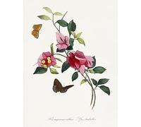 Wee Blue Coo Bougainvillea Pretty Pink Floral Vine Bloom With Butterflies Vintage Illustration Unframed Art Print Poster Wall Decor 12X16 Inch