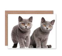 Wee Blue Coo BRITISH SHORTHAIR KITTENS ORANGE EYES PAWS BLANK GREETINGS CARD