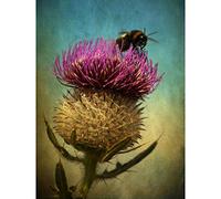 Wee Blue Coo Bumble Bee and Thistle Large Wall Art Poster Print Thick Paper 18X24 Inch