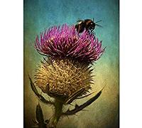 Wee Blue Coo Bumble Bee and Thistle Unframed Wall Art Print Poster Home Decor Premium