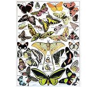 Wee Blue Coo Butterflies Moths Scentific Unframed Wall Art Print Poster Home Decor Premium