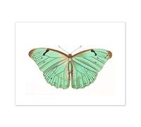 Wee Blue Coo Butterfly Turquoise Art Print Canvas Premium Wall Decor Poster