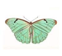 Wee Blue Coo Butterfly Turquoise Art Print Poster Wall Decor 12X16 Inch