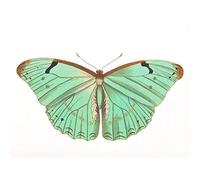 Wee Blue Coo Butterfly Turquoise Large Wall Art Print Canvas Premium Poster