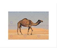 Wee Blue Coo Camel Desert Sand Dune Art Wall Art Print