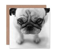 Wee Blue Coo CARD GREETING CUTE PUG PUPPY DOG CLOSE UP GIFT