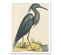 Wee Blue Coo Catesby Blue Heron Art Print Framed Poster Wall Decor 12x16 inch