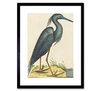 Wee Blue Coo Catesby Blue Heron Artwork Framed Wall Art Print 12X16 Inch