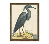 Wee Blue Coo Catesby Blue Heron Artwork Framed Wall Art Print 18X24 Inch