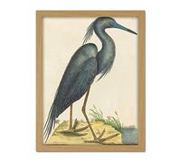 Wee Blue Coo Catesby Blue Heron Artwork Framed Wall Art Print 18X24 Inch
