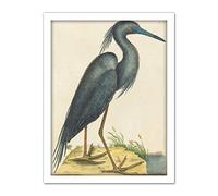 Wee Blue Coo Catesby Blue Heron Artwork Framed Wall Art Print 18X24 Inch