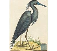 Wee Blue Coo Catesby Blue Heron Unframed Wall Art Print Poster Home Decor Premium