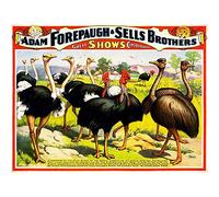 Wee Blue Coo Circus Show Forepaugh Sells Brothers Ostrich Emu Birds USA Art Print Poster Wall Decor 12X16 Inch