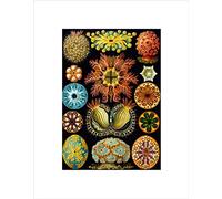 Wee Blue Coo Colour Plate Ernst Haeckel Kunstformen Der Natur Wall Art Print