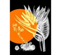 Wee Blue Coo Colour Pop Circle Plant Large Wall Art Poster Print Thick Paper 18X24 Inch