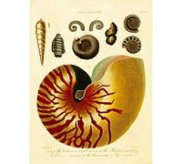 Wee Blue Coo Conchology 1810 Nautilus Canvas Print