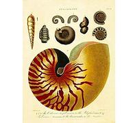 Wee Blue Coo Conchology 1810 Nautilus Large Art Print Poster Wall Decor 18x24 inch