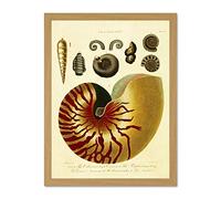 Wee Blue Coo Conchology 1810 Nautilus Large Framed Art Print Poster Wall Decor 18x24 inch