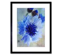 Wee Blue Coo Cornflower Flower Blue Bloom Art Framed Wall Art Print