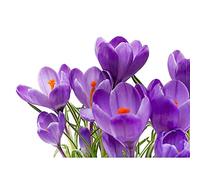Wee Blue Coo Crocus Flower Purple Orange Bloom Art Print Poster Wall Decor 12X16 Inch