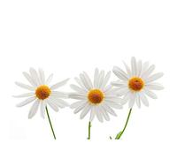 Wee Blue Coo Daisies Daisy White Flower Bloom Art Print Poster Wall Decor 12X16 Inch