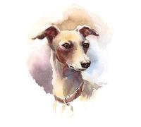 Wee Blue Coo Dog Italian Greyhound Watercolour Art Print Poster Wall Decor 12X16 Inch