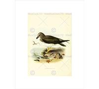 Wee Blue Coo Drawing Bird Rowley Keulemans Chatham Taiko Wall Art Print