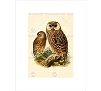 Wee Blue Coo Drawing Bird Rowley Keulemans Laughing Owl Wall Art Print