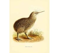 Wee Blue Coo DRAWING BIRD ROWLEY KEULEMANS LITTLE SPOTTED KIWI 12x16'' ART PRINT LAH350B