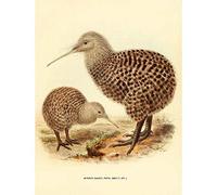 Wee Blue Coo Drawing Bird Rowley Keulemans Spotted Kiwi Family Art Print Poster Wall Decor 12X16 Inch