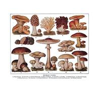 Wee Blue Coo Drawing Edible Fungi Mushrooms Scientific Plant Art Print Poster Wall Decor 12X16 Inch