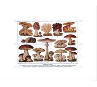 Wee Blue Coo Drawing Edible Fungi Mushrooms Scientific Plant Wall Art Print