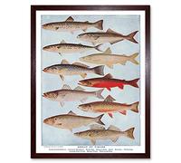 Wee Blue Coo Drawing Scientific Fish Salmon Mackerel Trout Pike Art Print Framed Poster Wall Decor 12X16 Inch