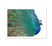 Wee Blue Coo Dt Pretty Peacock Art Large Framed Art Print Poster Wall Decor 18x24 inch