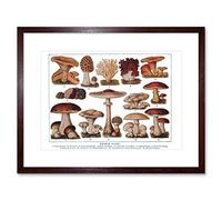 Wee Blue Coo Edible Fungi Mushrooms Scientific Plant Picture Framed Wall Art Print