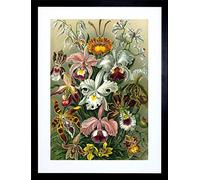 Wee Blue Coo Ernst Haeckel Plant Flower Nature Germany Picture Framed Wall Art Print