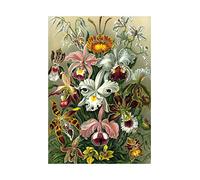 Wee Blue Coo Ernst Haeckel Plant Flower Nature Germany Picture Wall Art Print