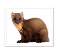 Wee Blue Coo European Pine Marten Youngster Wildlife Art Print Framed Poster Wall Decor 12X16 Inch