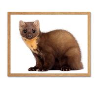 Wee Blue Coo European Pine Marten Youngster Wildlife Art Print Framed Poster Wall Decor 12X16 Inch