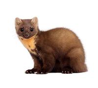 Wee Blue Coo European Pine Marten Youngster Wildlife Art Print Poster Wall Decor 12X16 Inch