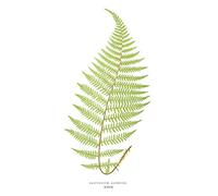 Wee Blue Coo Fern Polypodium Alpestre Art Print Canvas Premium Wall Decor Poster