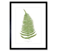 Wee Blue Coo Fern Polypodium Catharinae Art Print Framed Poster Wall Decor 12x16 inch