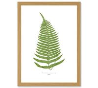 Wee Blue Coo Fern Polypodium Catharinae Nature Plant Life Botanical Artwork Framed Wall Art Print A4