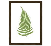 Wee Blue Coo Fern Polypodium Catharinae Nature Plant Life Botanical Artwork Framed Wall Art Print A4